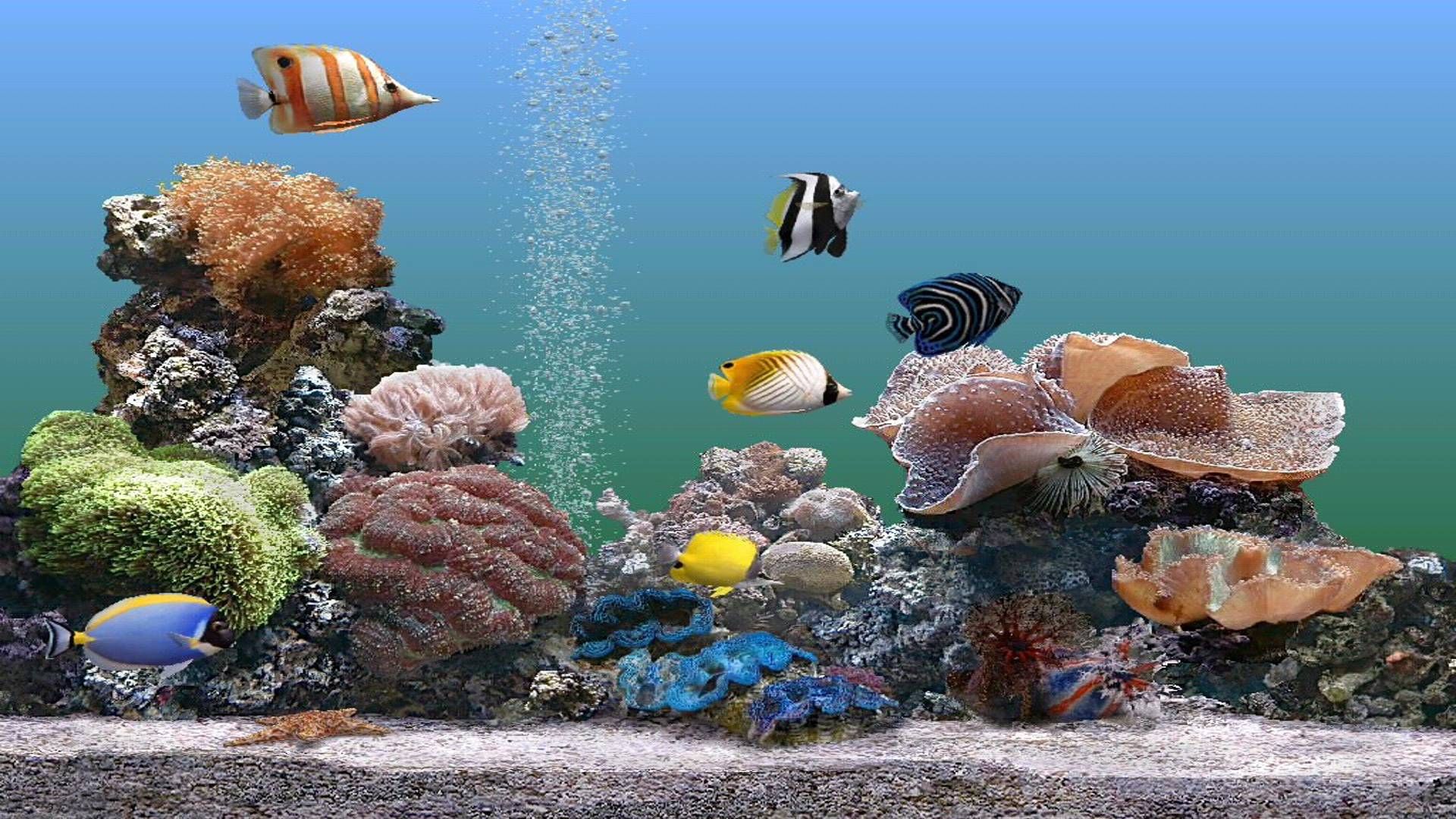 Marine Aquarium